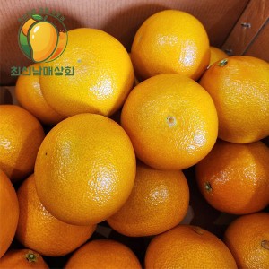 황금향  특사이즈 5kg 22~35개